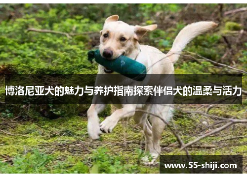 博洛尼亚犬的魅力与养护指南探索伴侣犬的温柔与活力